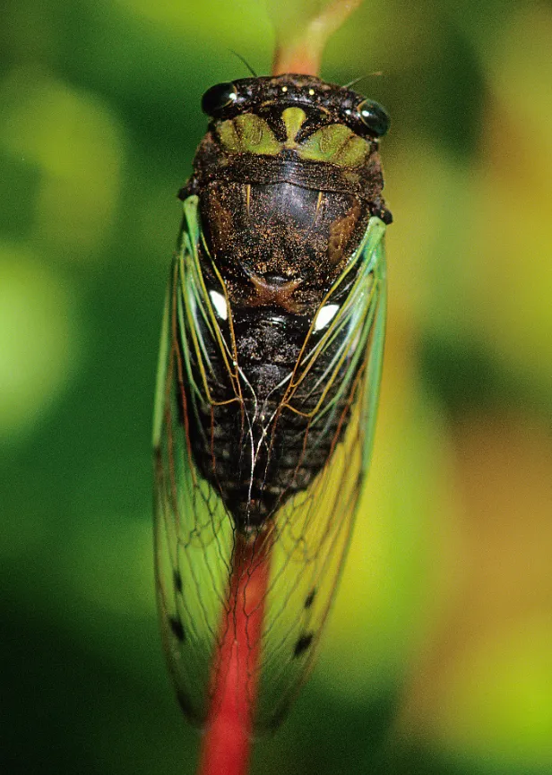 Life Cycle of a Cicada