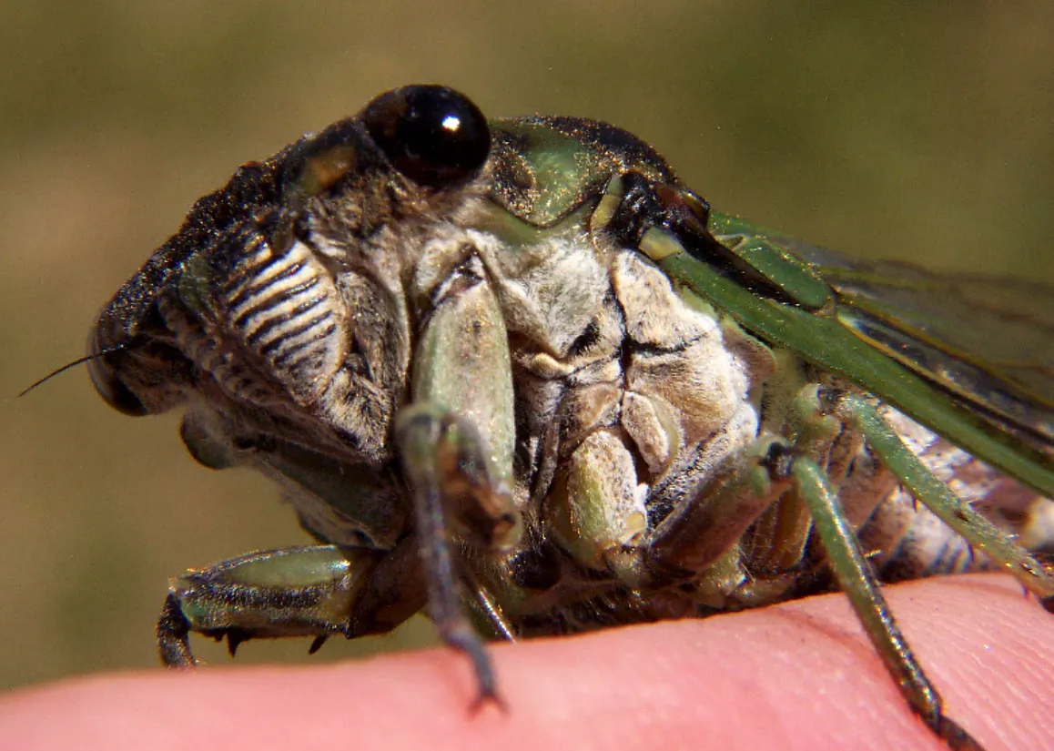 Life Cycle of a Cicada