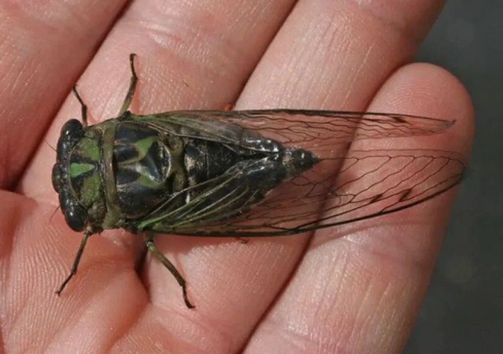 Life Cycle of a Cicada