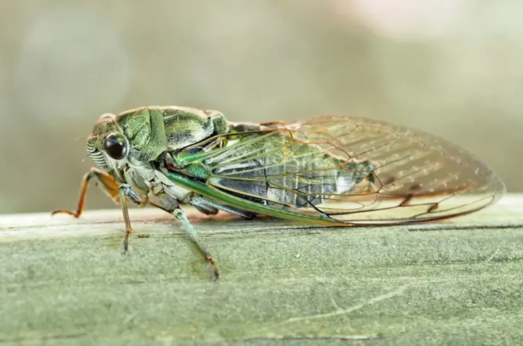 Life Cycle of a Cicada