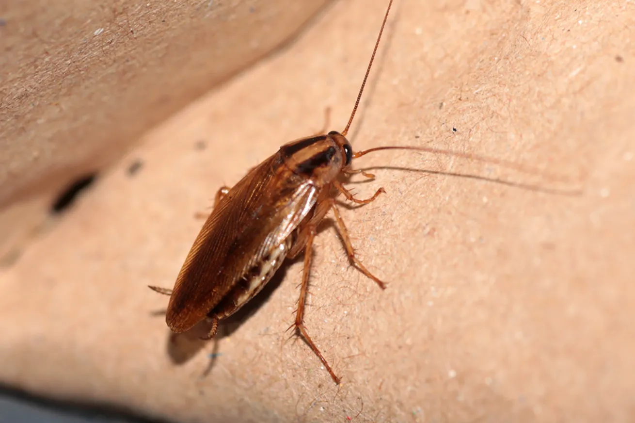 Life Cycle of a Cockroach