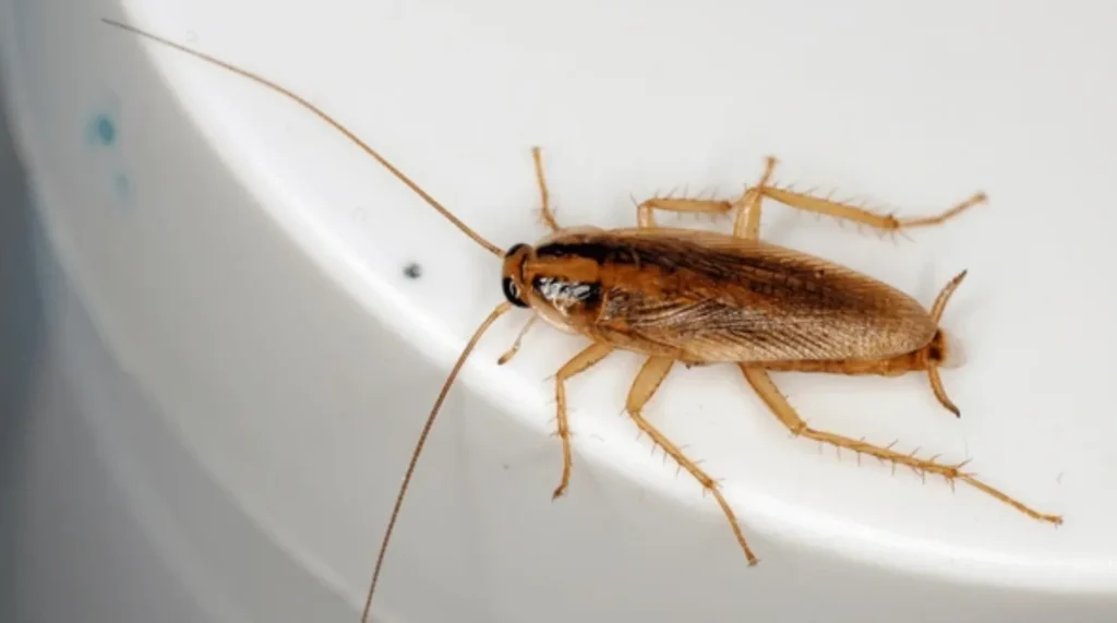 Life Cycle of a Cockroach