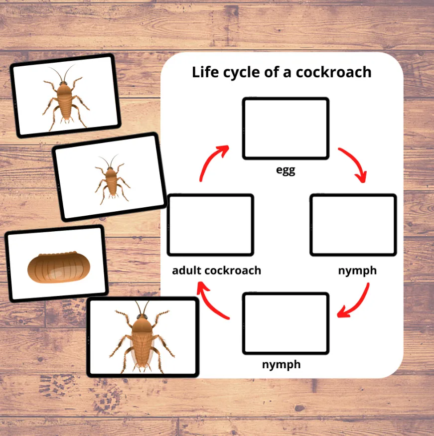 Life Cycle of a Cockroach