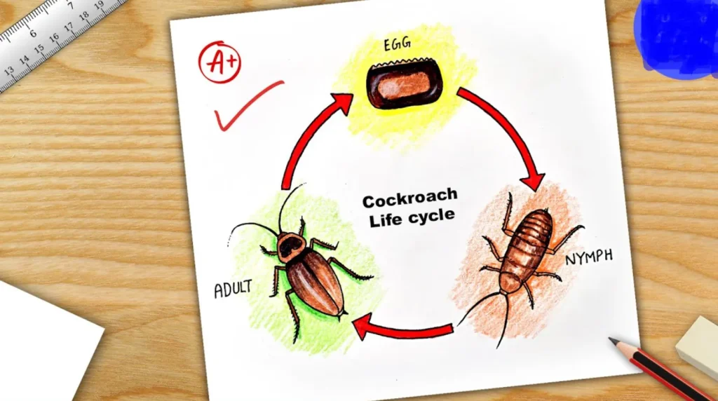 Life Cycle of a Cockroach