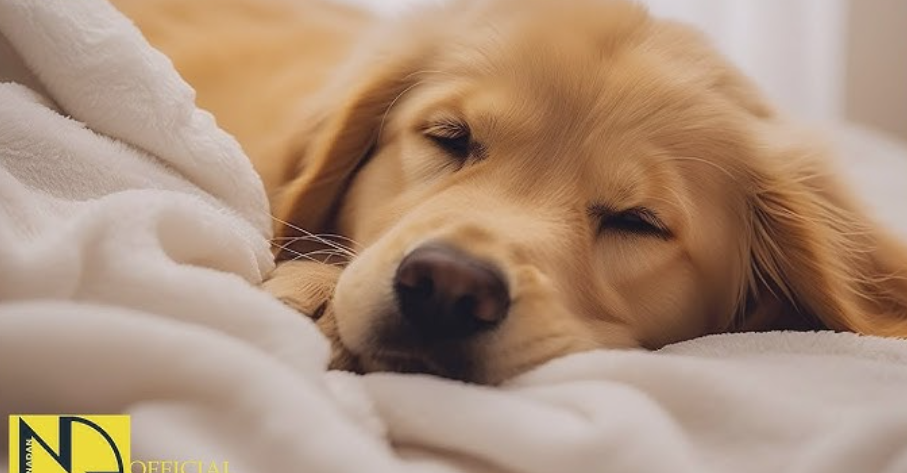 Life Cycle of a Dog