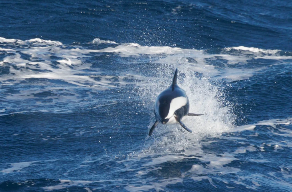 Life Cycle of a Dolphin