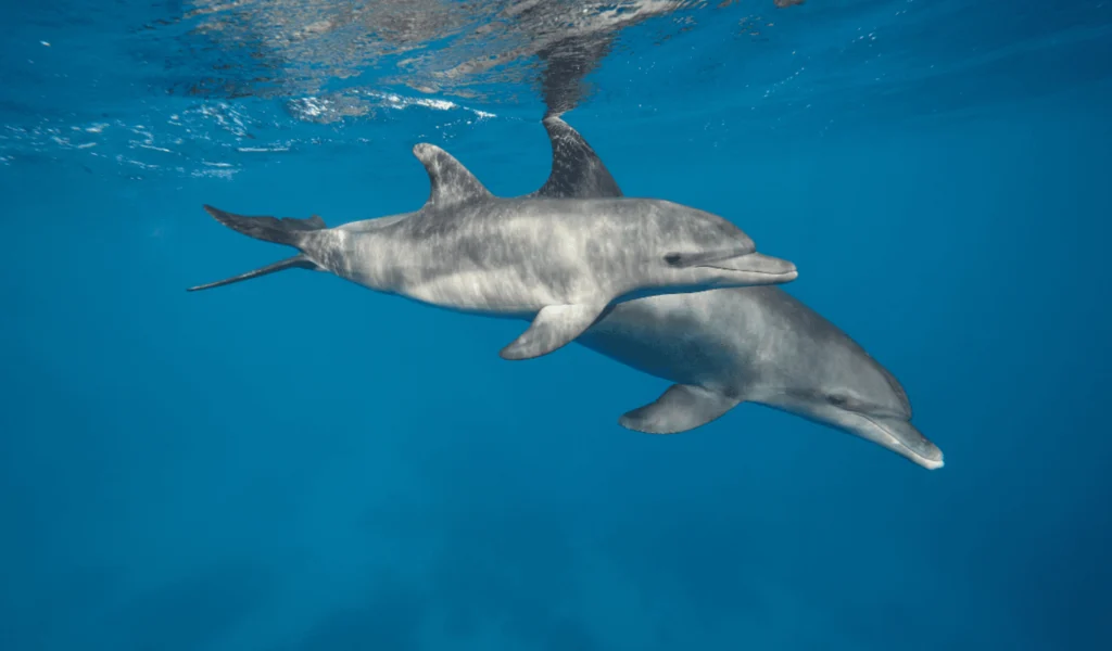 Life Cycle of a Dolphin