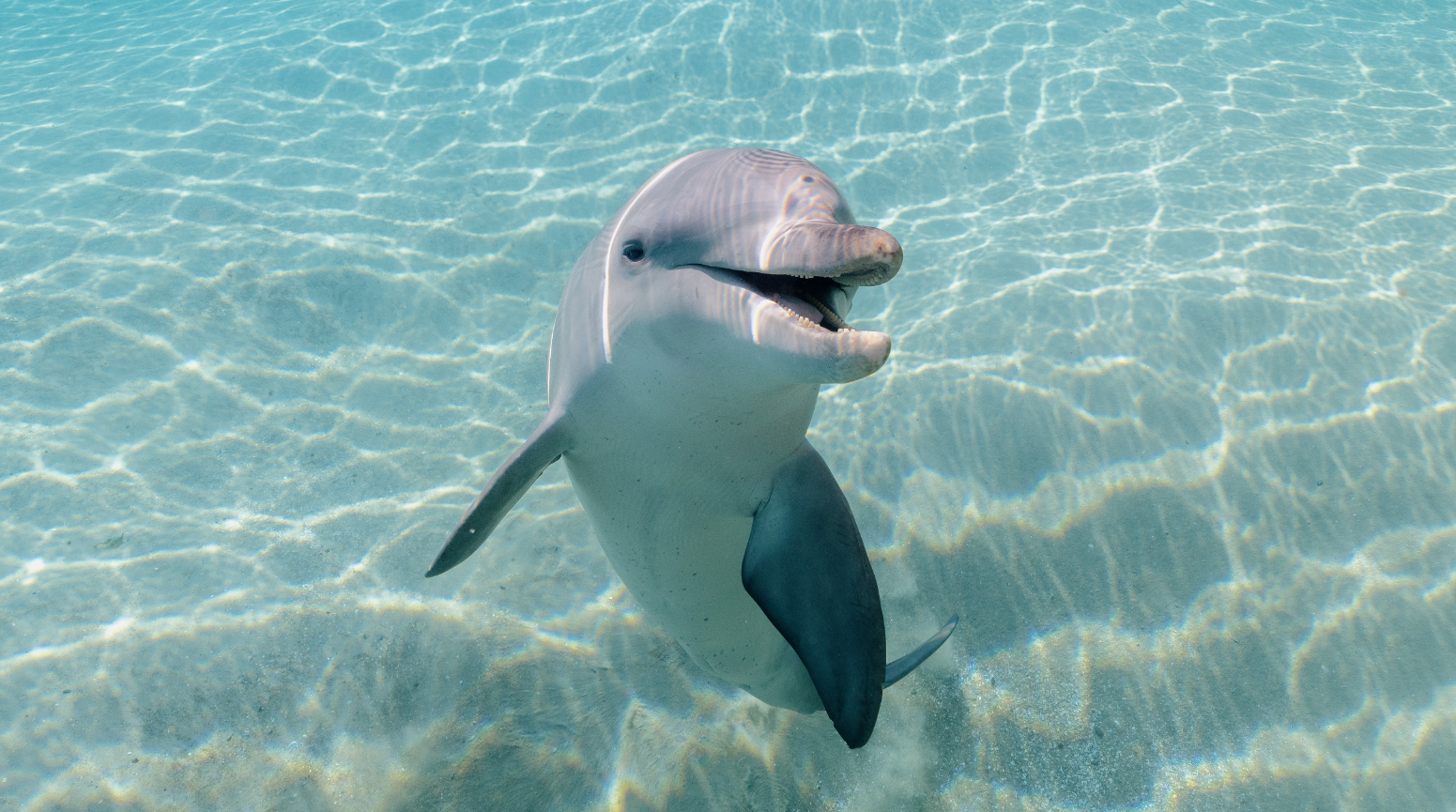 Life Cycle of a Dolphin