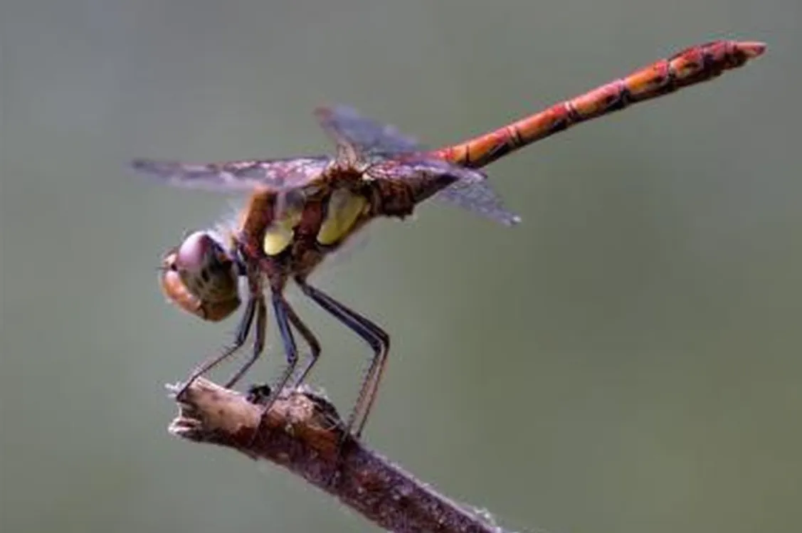 Life Cycle of a Dragonfly