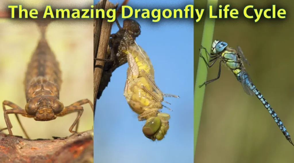 Life Cycle of a Dragonfly