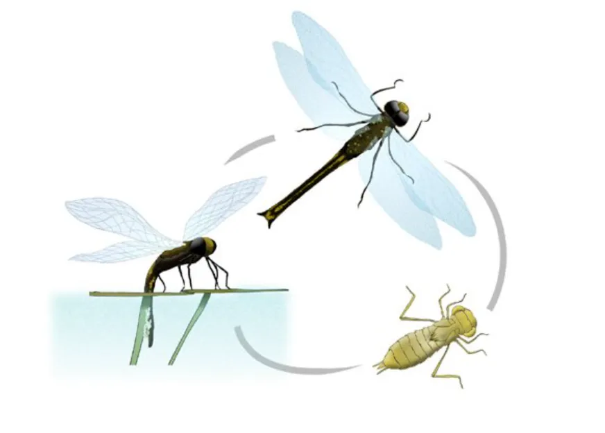 Life Cycle of a Dragonfly