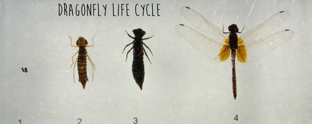 Life Cycle of a Dragonfly