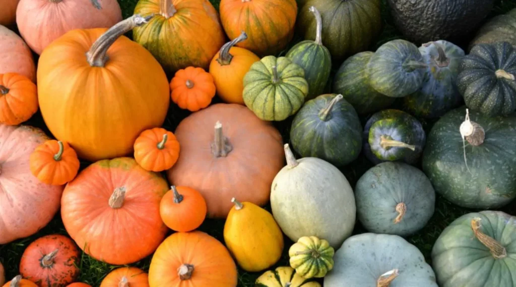 Life Cycle of a Pumpkin