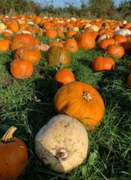 Life Cycle of a Pumpkin