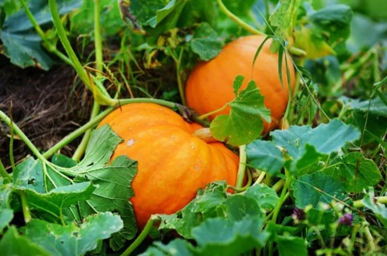 Life Cycle of a Pumpkin