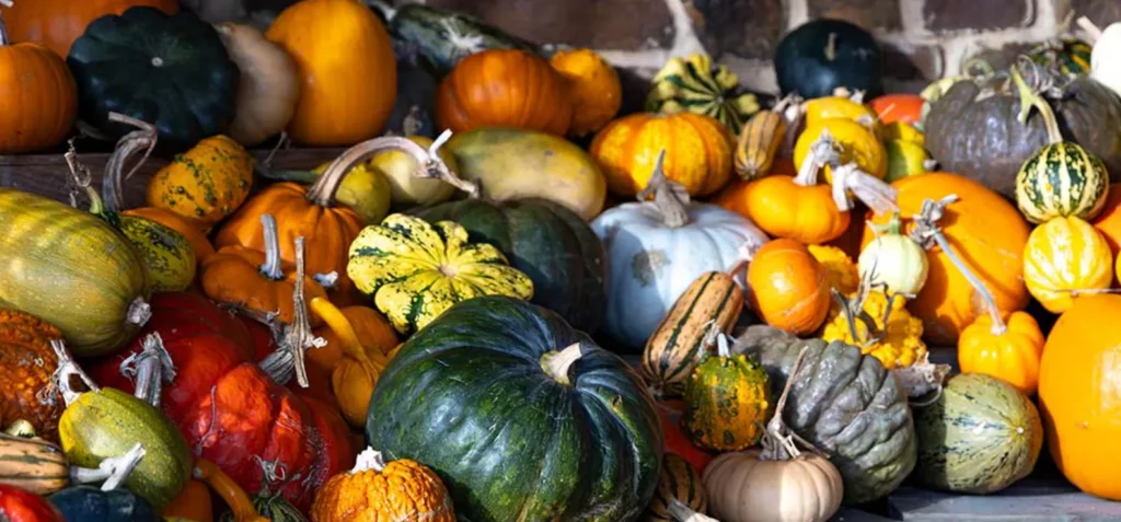 Life Cycle of a Pumpkin
