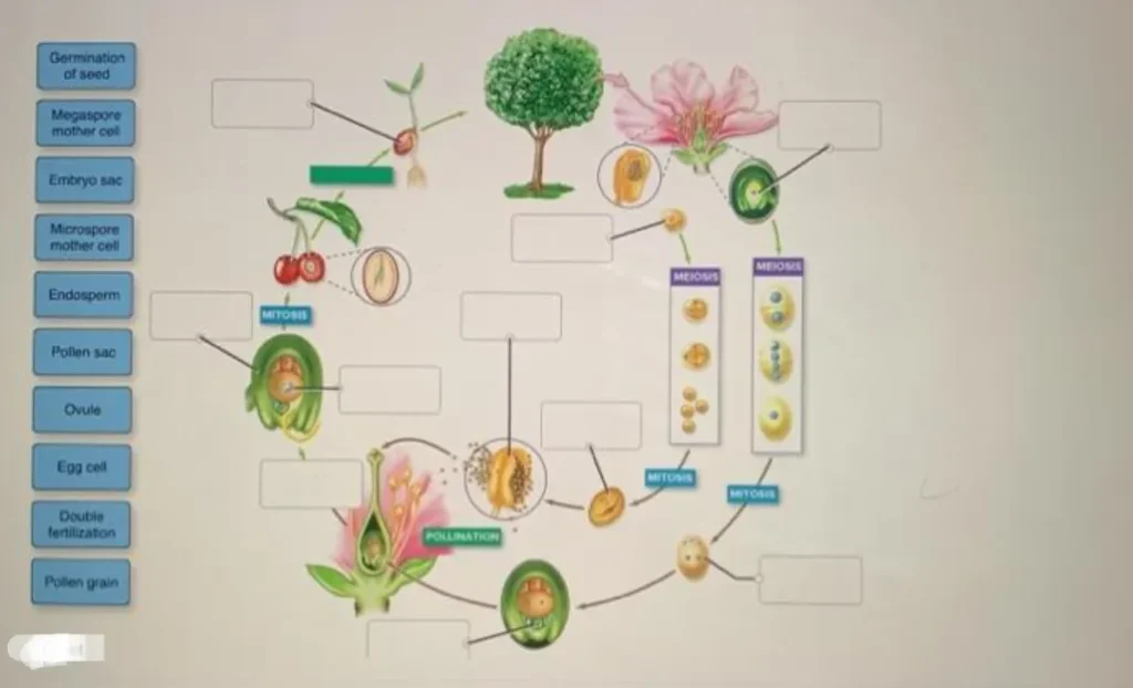 Life Cycle of an Angiosperm