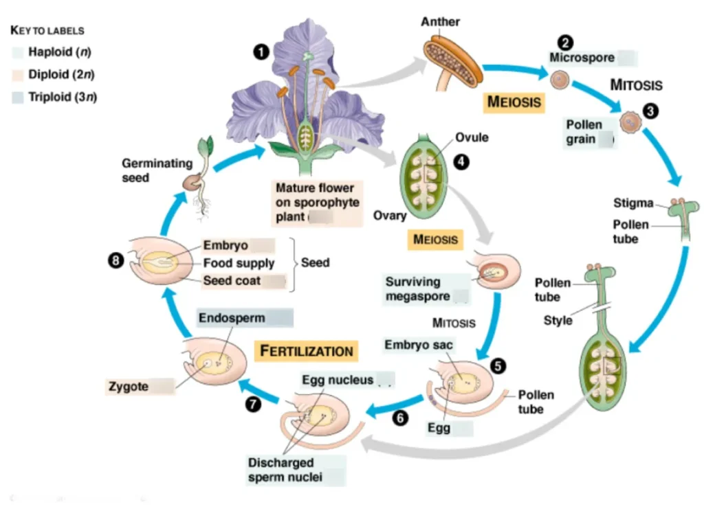 Life Cycle of an Angiosperm