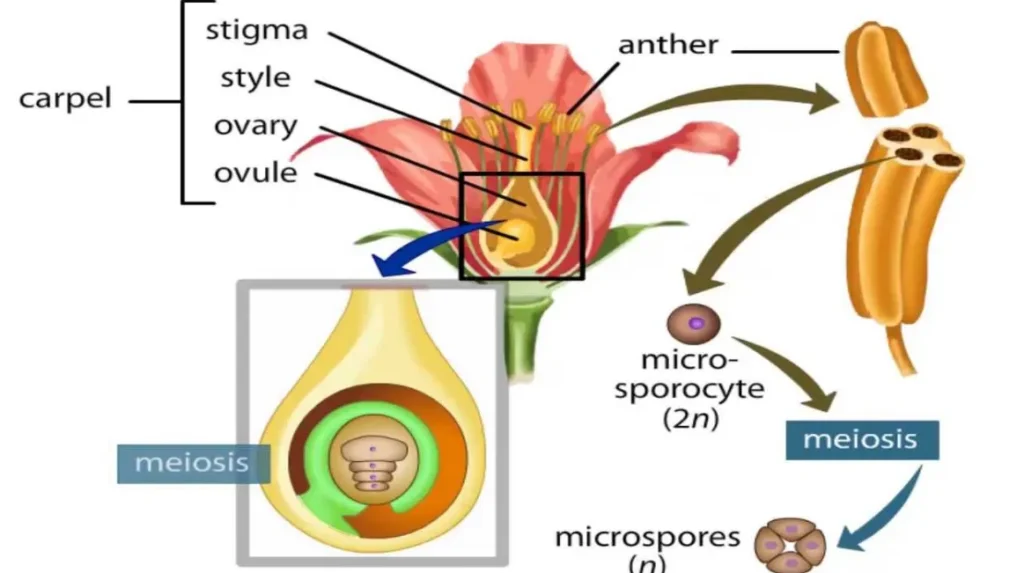 Life Cycle of an Angiosperm
