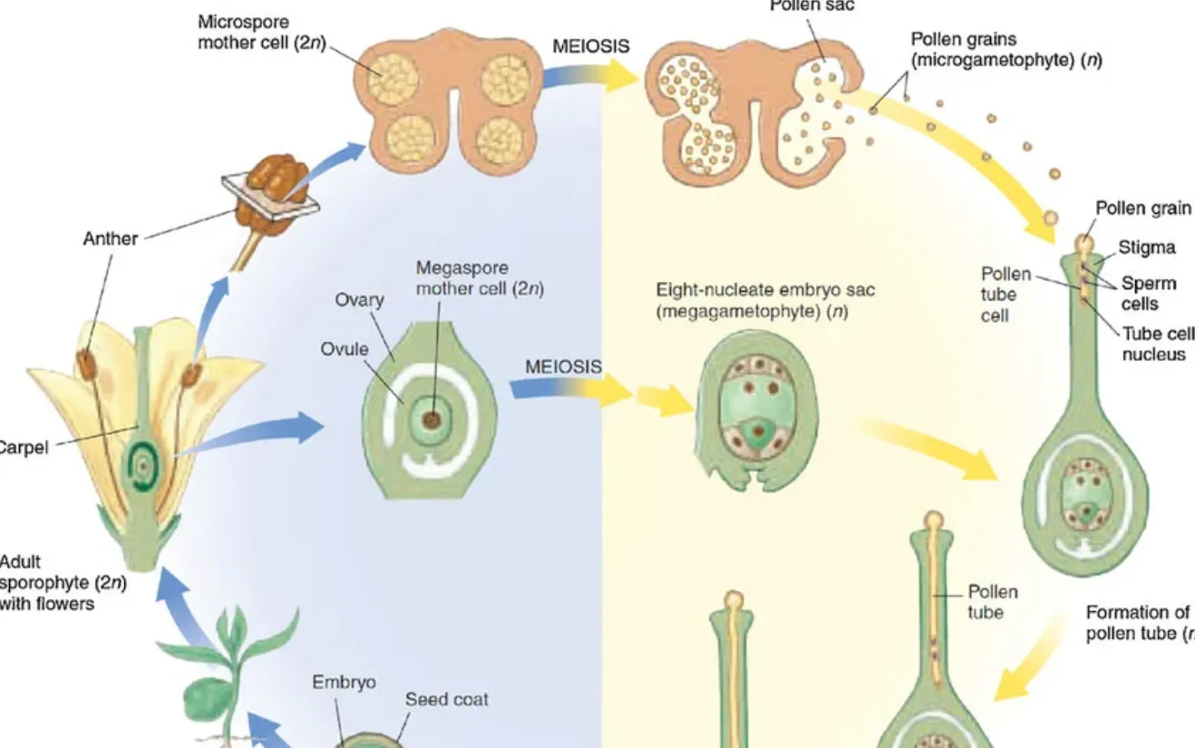 Life Cycle of an Angiosperm