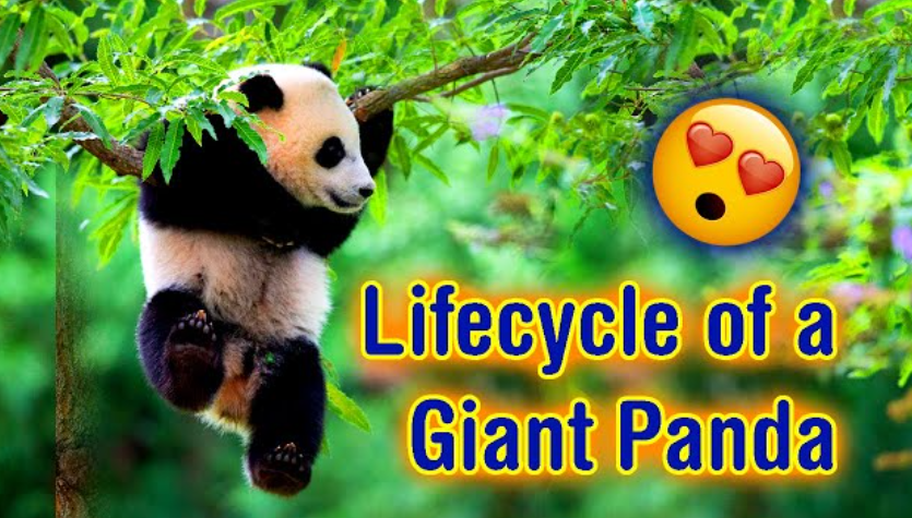 Life Cycle of the Panda