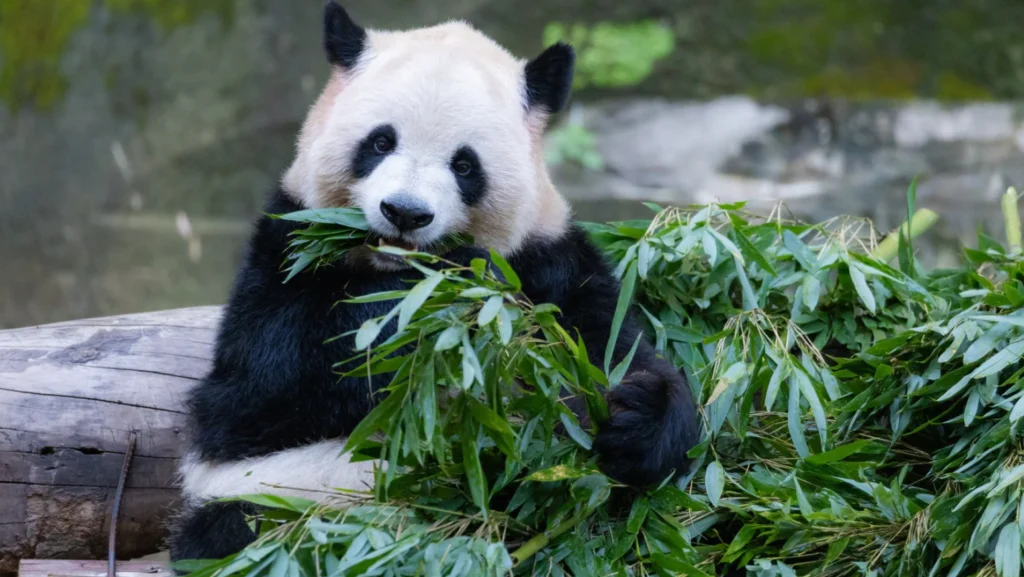 Life Cycle of the Panda