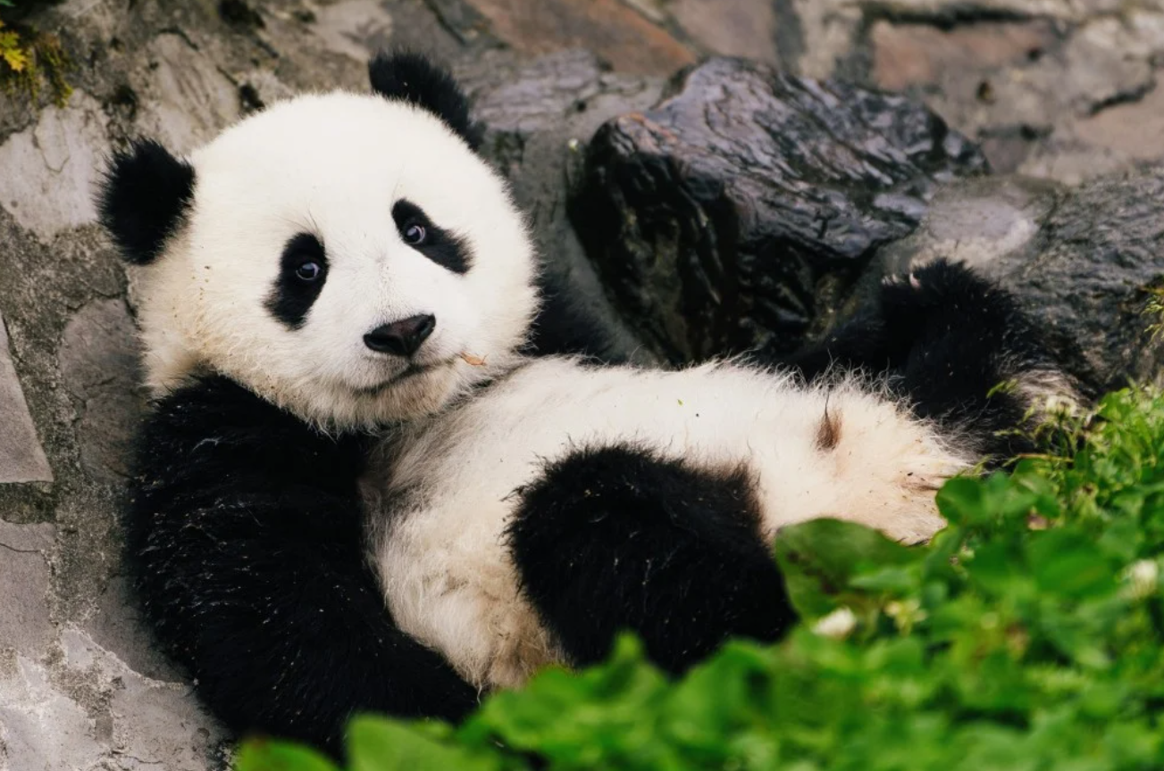 Life Cycle of the Panda