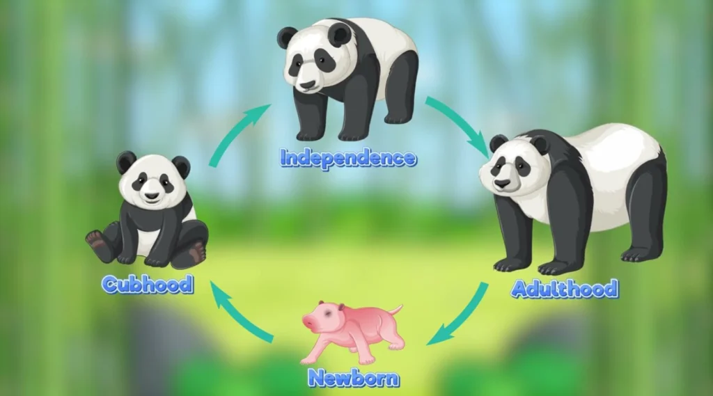 Life Cycle of the Panda