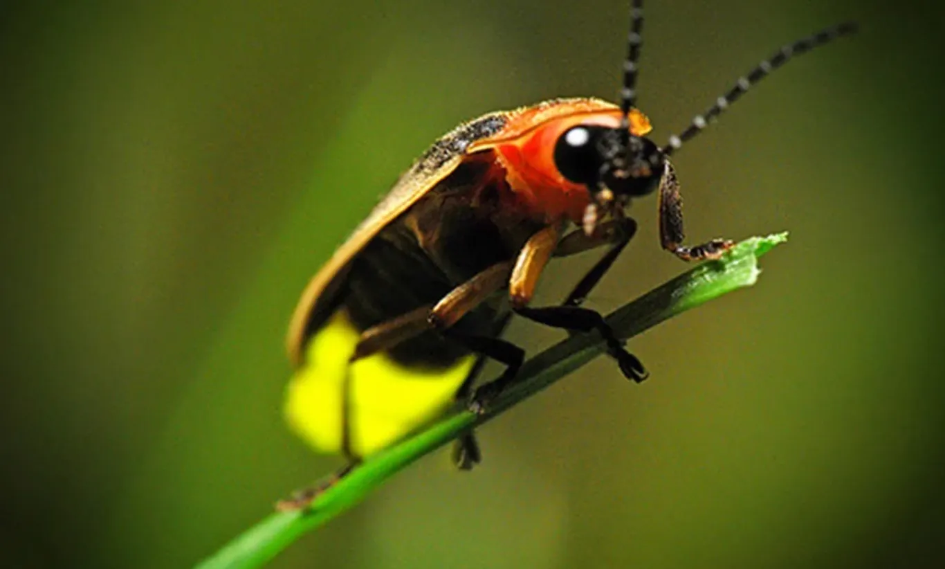 Lightning Bug Life Cycle