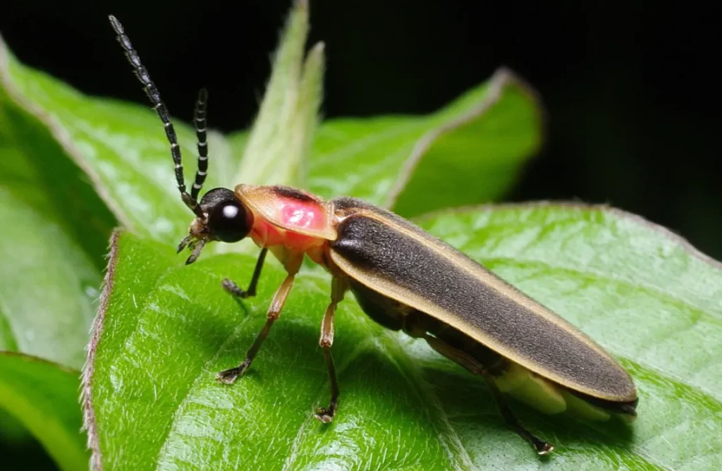 Lightning Bug Life Cycle