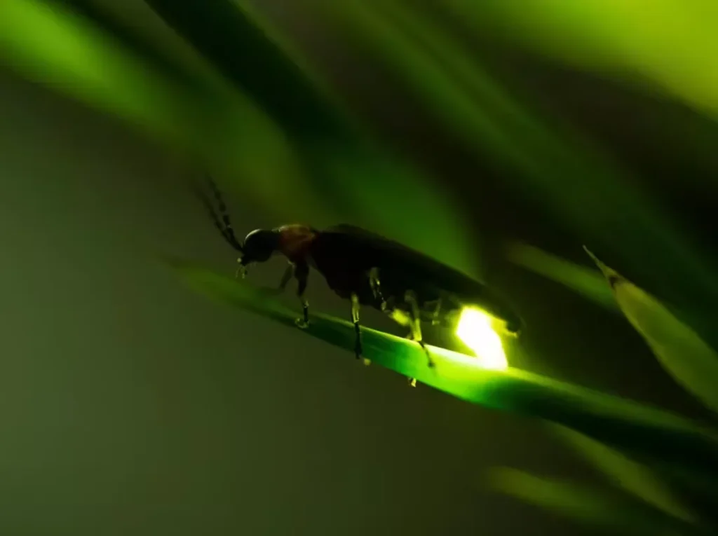Lightning Bug Life Cycle