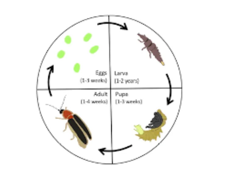 Lightning Bug Life Cycle