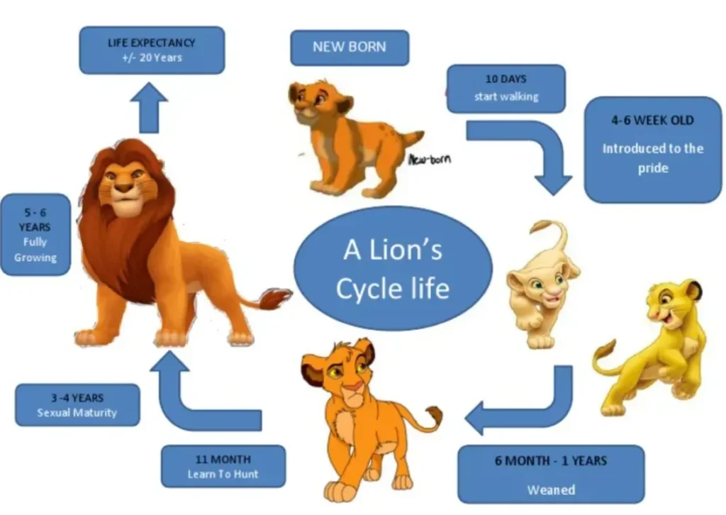 Lion Life Cycle