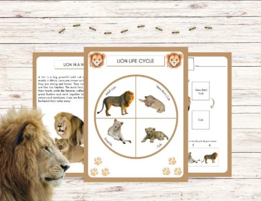 Lion Life Cycle