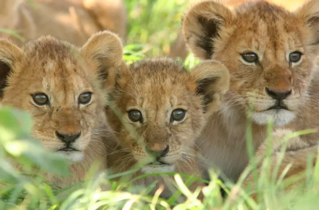 Lion Life Cycle