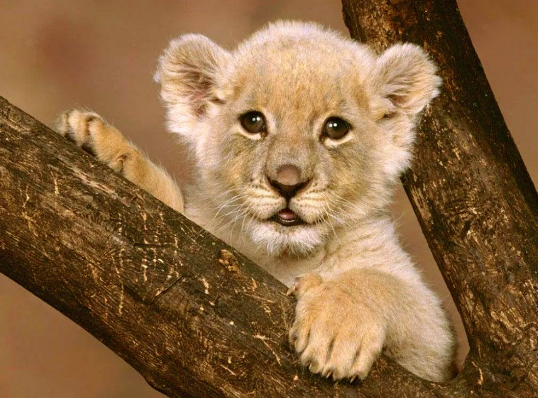 Lion Life Cycle