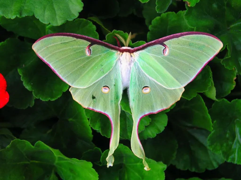 Luna Moth Life Cycle