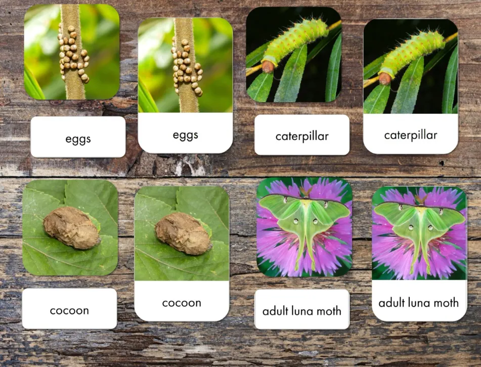 Luna Moth Life Cycle