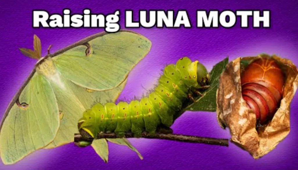 Luna Moth Life Cycle