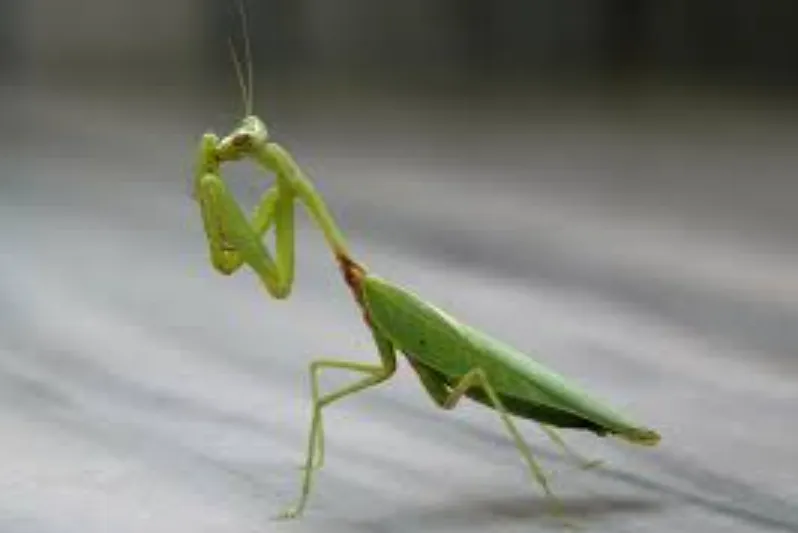 https://urbanbiohub.com/wp-content/uploads/2026/05/Mantis-Life-Cycle-4.webp
