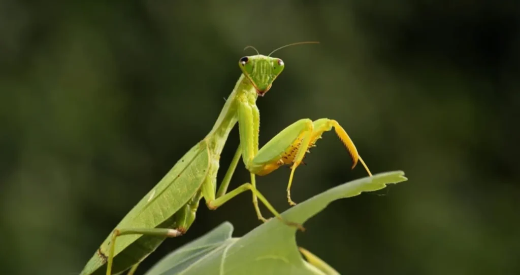 https://urbanbiohub.com/wp-content/uploads/2026/05/Mantis-Life-Cycle-4.webp