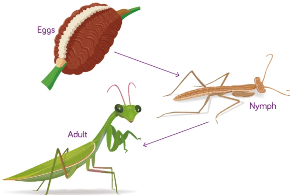 Mantis Life Cycle