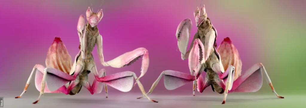 Mantis Life Cycle