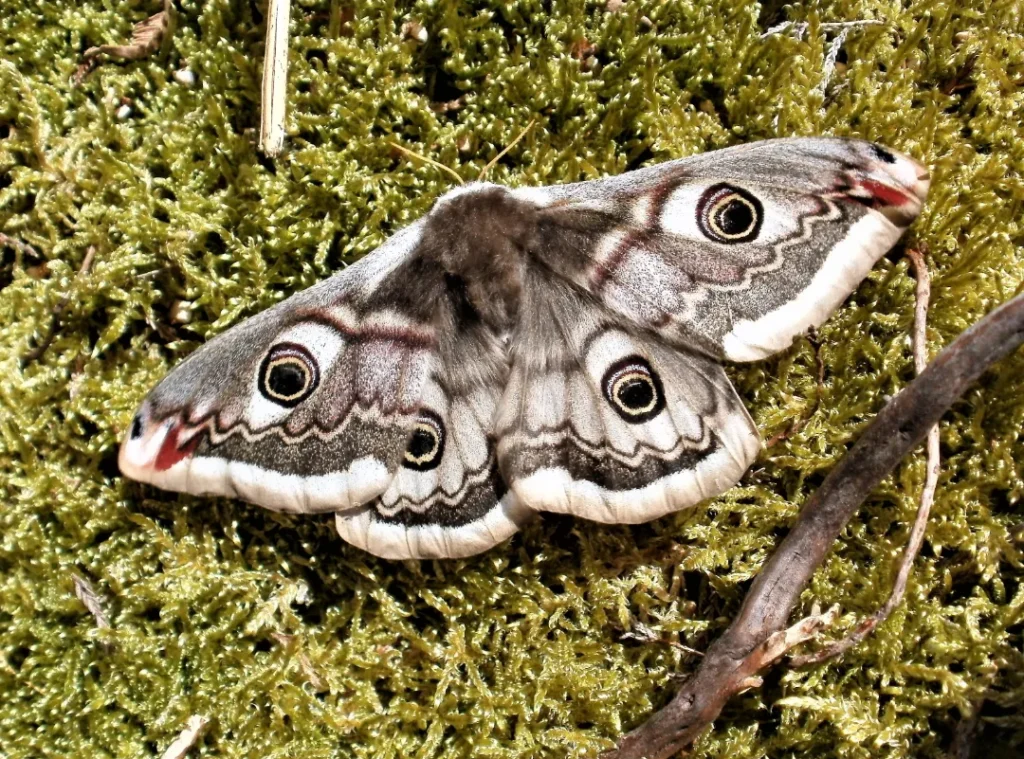 Moths' Life Cycle