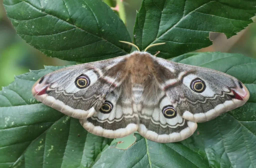 Moths' Life Cycle