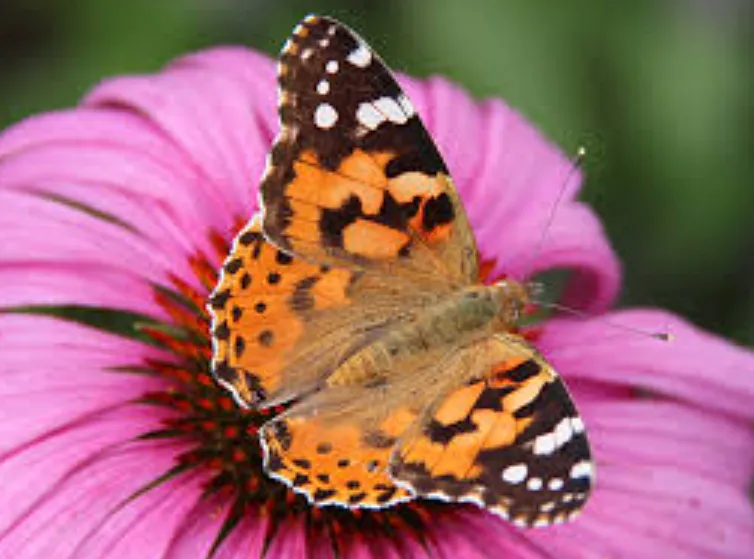 Painted Lady Butterfly Life Cycle