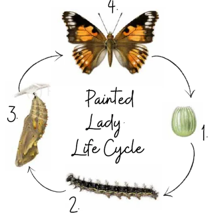 Painted Lady Butterfly Life Cycle