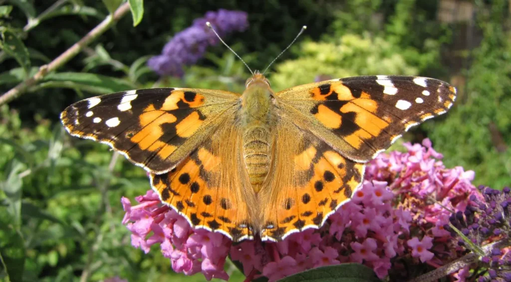 Painted Lady Butterfly Life Cycle