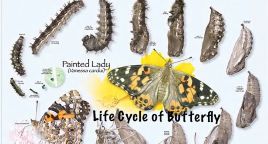 Painted Lady Butterfly Life Cycle
