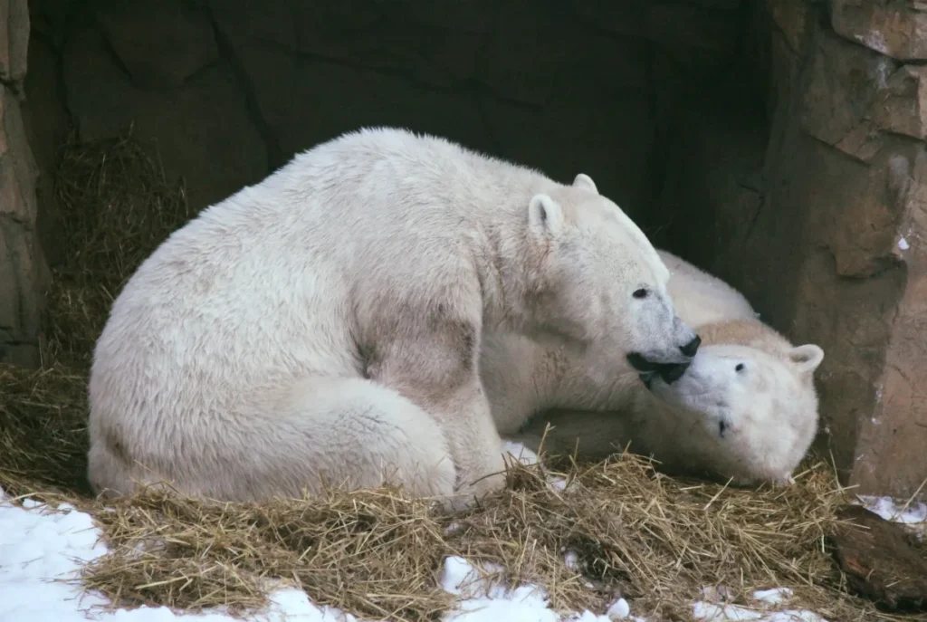 Polar Bear Life Cycle